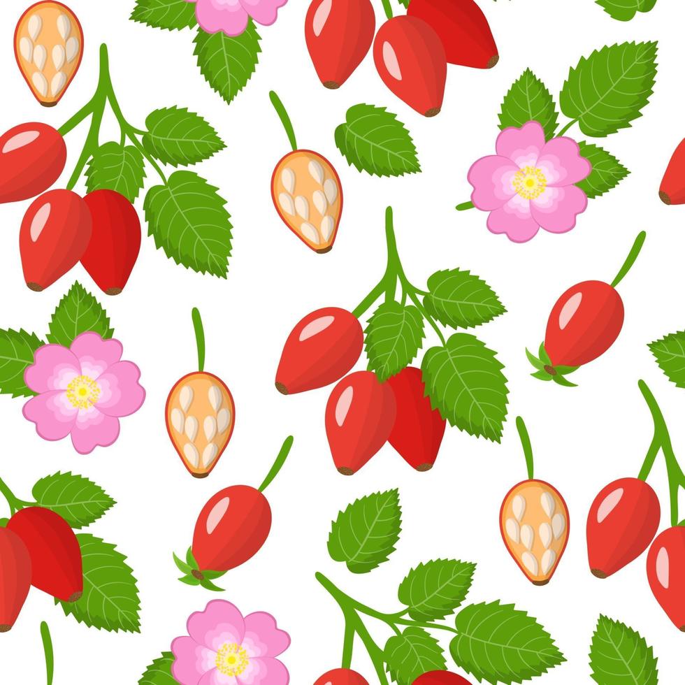 vektor tecknade seamless mönster med dogrose eller rosa rubiginosa exotiska frukter, blommor och blad på vit bakgrund