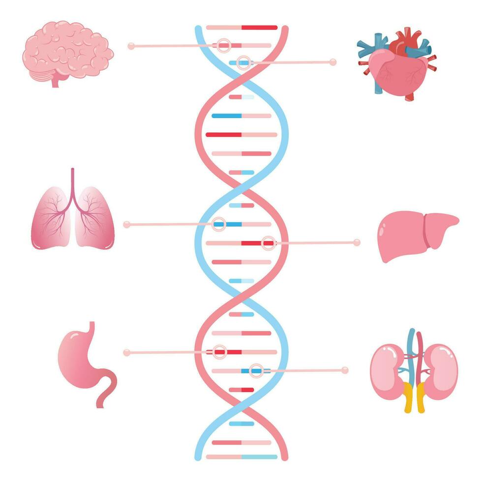 Gene damit verbundenen mit anders Mensch Organe wissenschaftlich Vektor Illustration