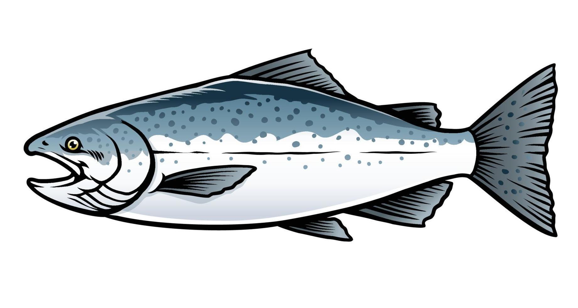 Salzwasser Chinook Lachs Fisch vektor