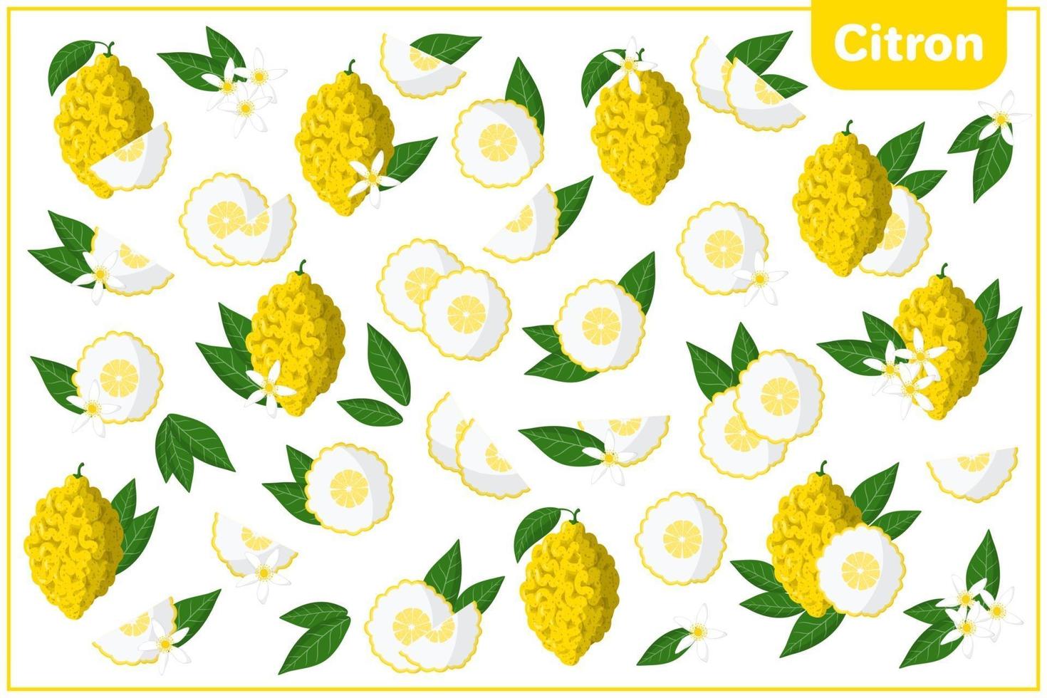 uppsättning vektor tecknad illustrationer med citron exotiska frukter, blommor och blad isolerad på vit bakgrund