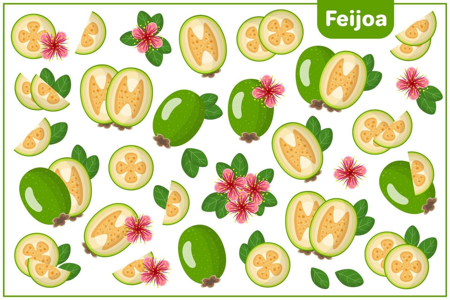 Satz von Vektorkarikaturillustrationen mit exotischen Feijoafrüchten, -blumen und -blättern lokalisiert auf weißem Hintergrund vektor