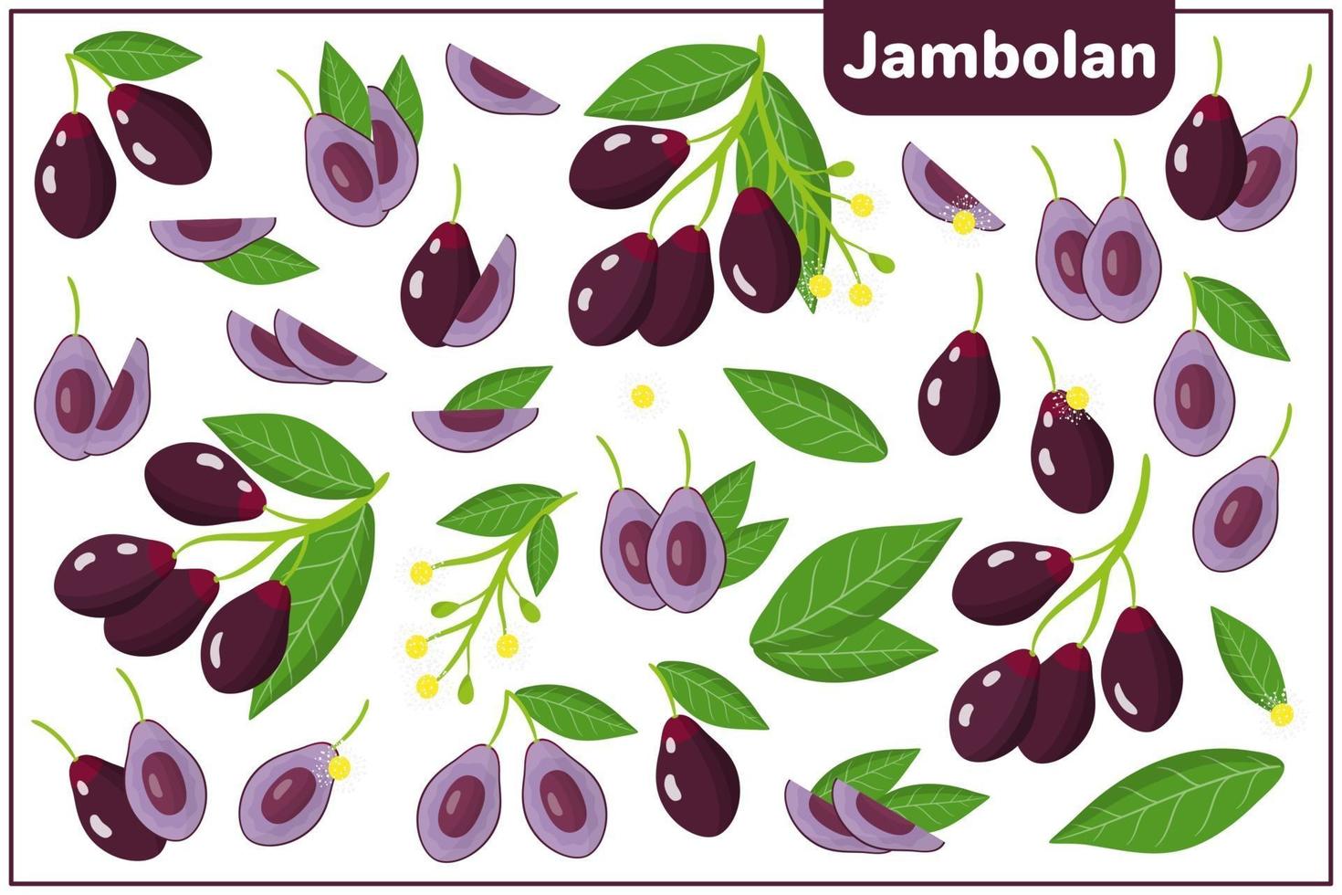 Satz von Vektorkarikaturillustrationen mit exotischen Jambolanfrüchten, -blumen und -blättern lokalisiert auf weißem Hintergrund vektor