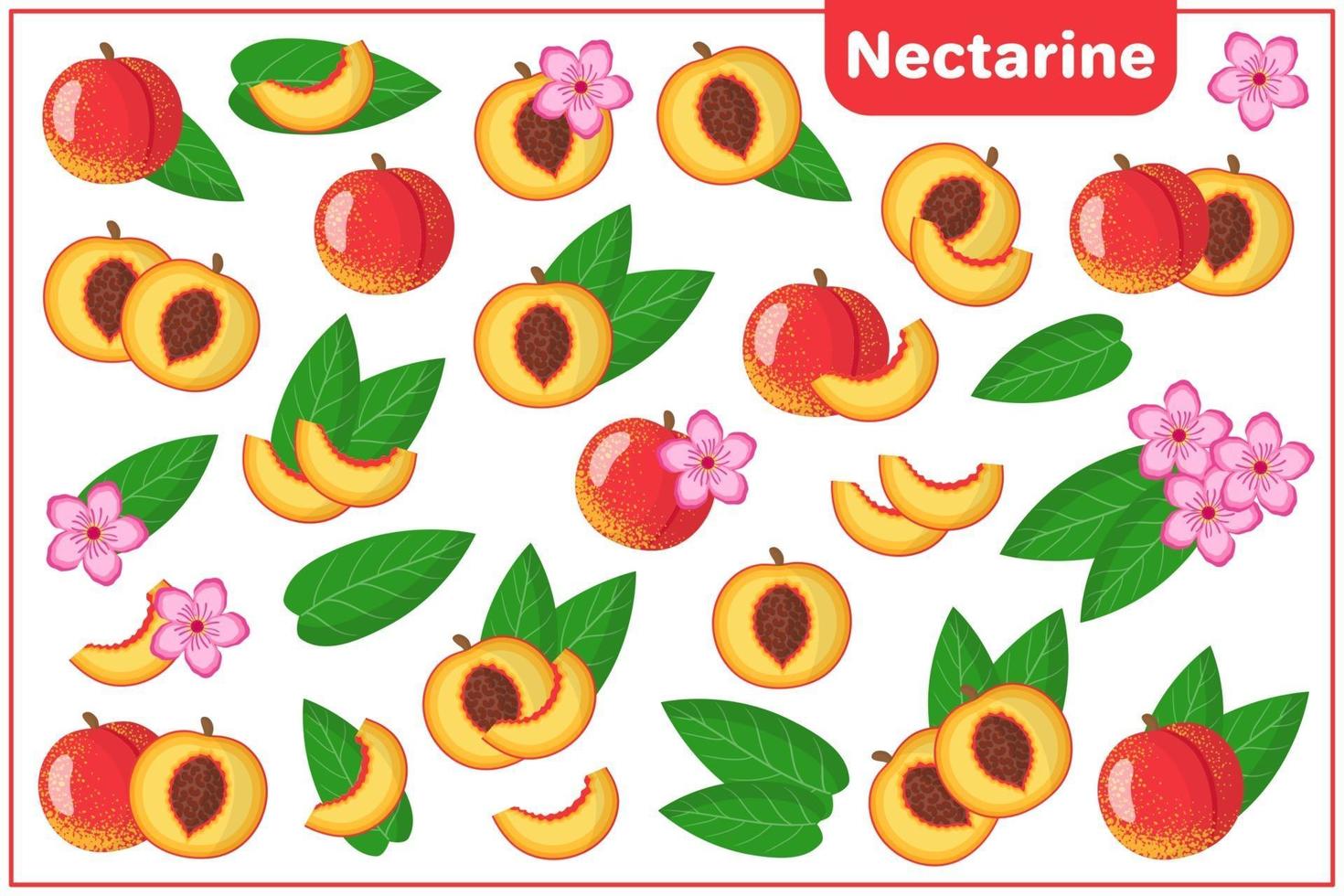 Satz von Vektorkarikaturillustrationen mit exotischen Nektarinenfrüchten, -blumen und -blättern lokalisiert auf weißem Hintergrund vektor