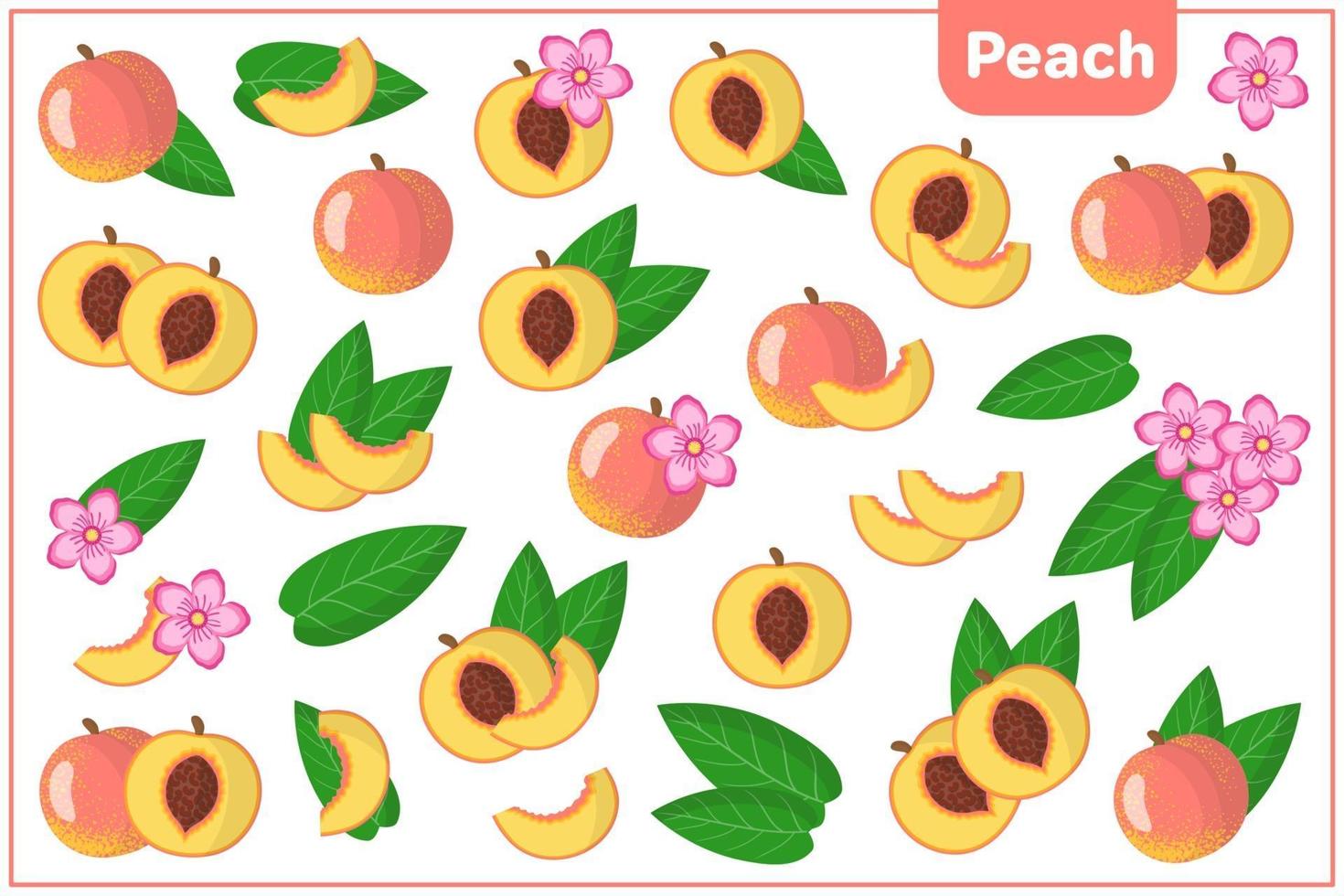 Satz Vektorkarikaturillustrationen mit exotischen Pfirsichfrüchten, Blumen und Blättern lokalisiert auf weißem Hintergrund vektor