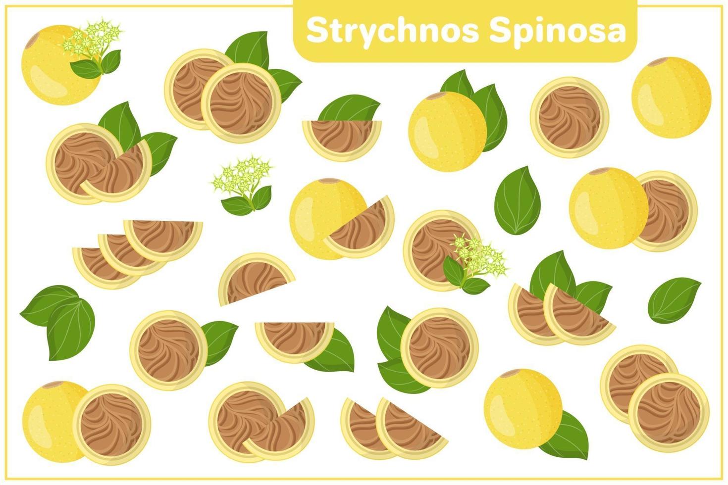Satz von Vektorkarikaturillustrationen mit exotischen Früchten des Strychnos spinosa, Blumen, Blätter lokalisiert auf weißem Hintergrund vektor