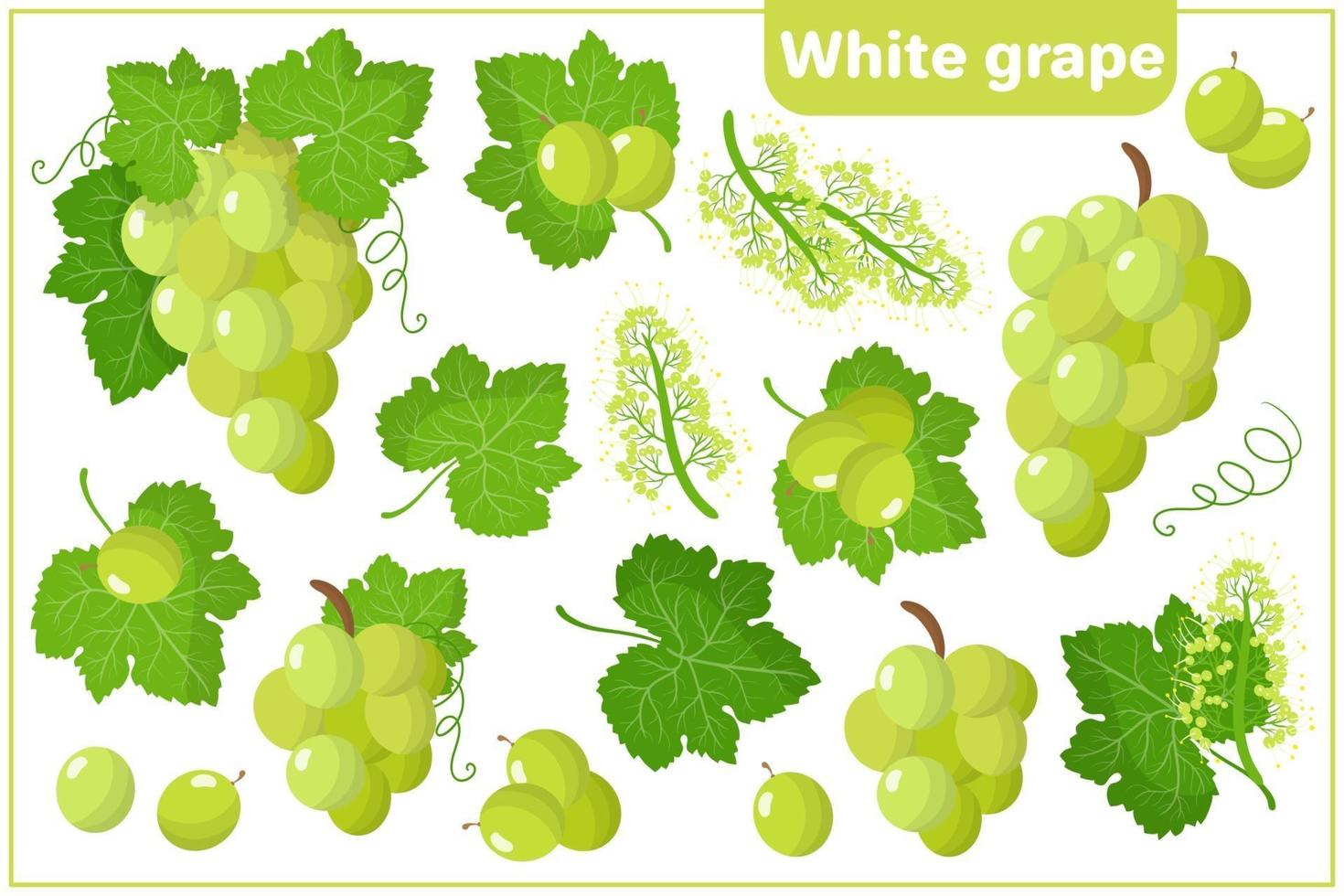uppsättning vektor tecknad illustrationer med vita druvor exotiska frukter isolerad på vit bakgrund