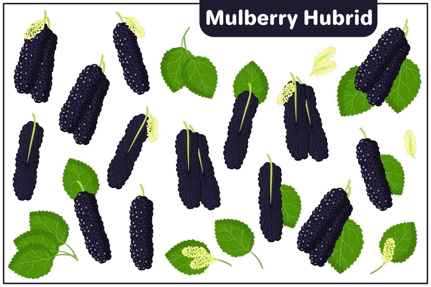 Satz Vektorkarikaturillustrationen mit exotischen Früchten, Blumen und Blättern des Maulbeerhybrids lokalisiert auf weißem Hintergrund vektor