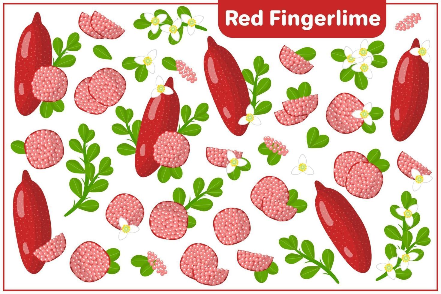 Satz von Vektorkarikaturillustrationen mit exotischen Früchten, Blumen und Blättern des roten Fingerlimus lokalisiert auf weißem Hintergrund vektor