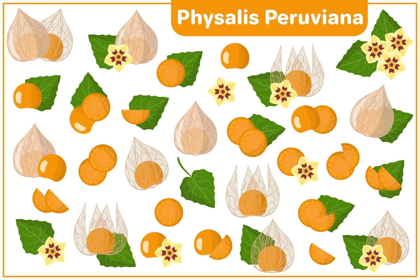 Satz von Vektorkarikaturillustrationen mit exotischen Früchten und Blumen physalis peruviana lokalisiert auf weißem Hintergrund vektor