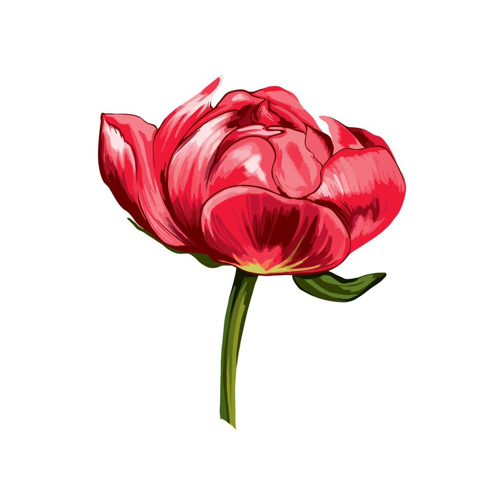 Vektor rot Pfingstrose Knospe auf Weiß Hintergrund. von das Sammlung von Blume Pfingstrosen. Botanik. Design zum ein T-Shirt, Hochzeit Blume. Blumen- Ornamente. Vektor Illustration zum drucken.