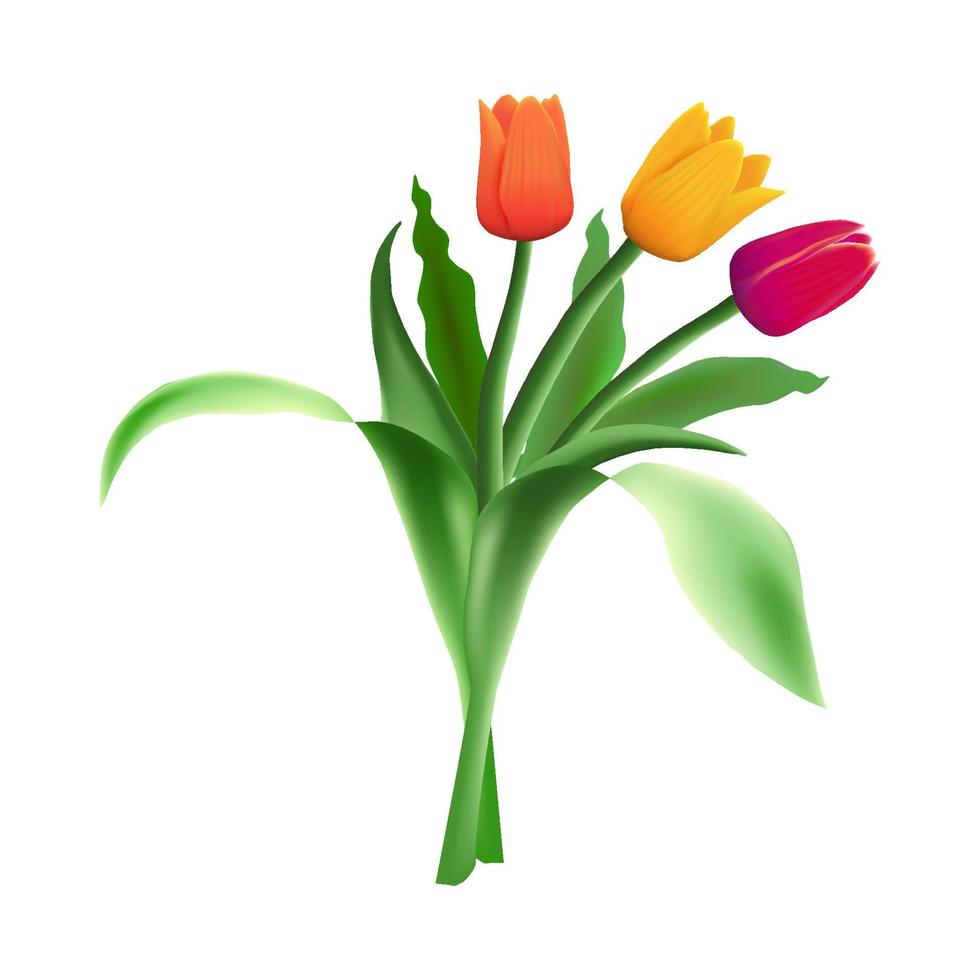 drei realistisch Vektor schön Tulpen isoliert auf Weiß Hintergrund. Rot, Orange und Gelb Blume Knospen im ein Strauß. Grün lange Blätter.