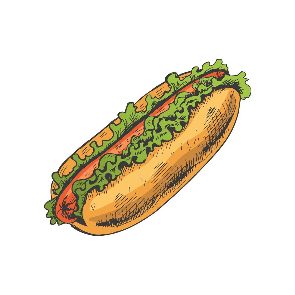 handgemalt farbig skizzieren von heiß Hund isoliert auf Weiß Hintergrund. schnell Essen Illustration. Jahrgang Zeichnung. großartig zum Speisekarte, Poster oder Restaurant Hintergrund. vektor
