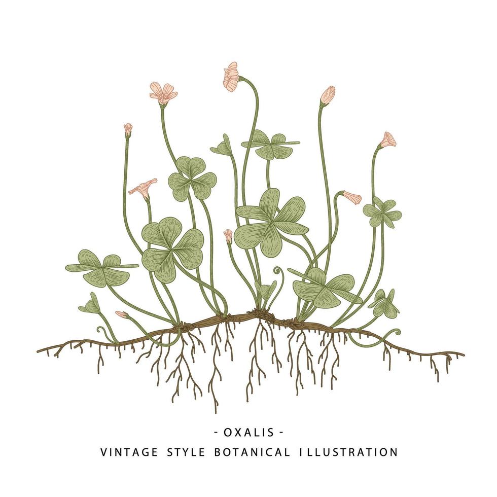 Holzsauerampfer oder Oxalis acetosella handgezeichnete botanische Skizze Vektorillustration vektor