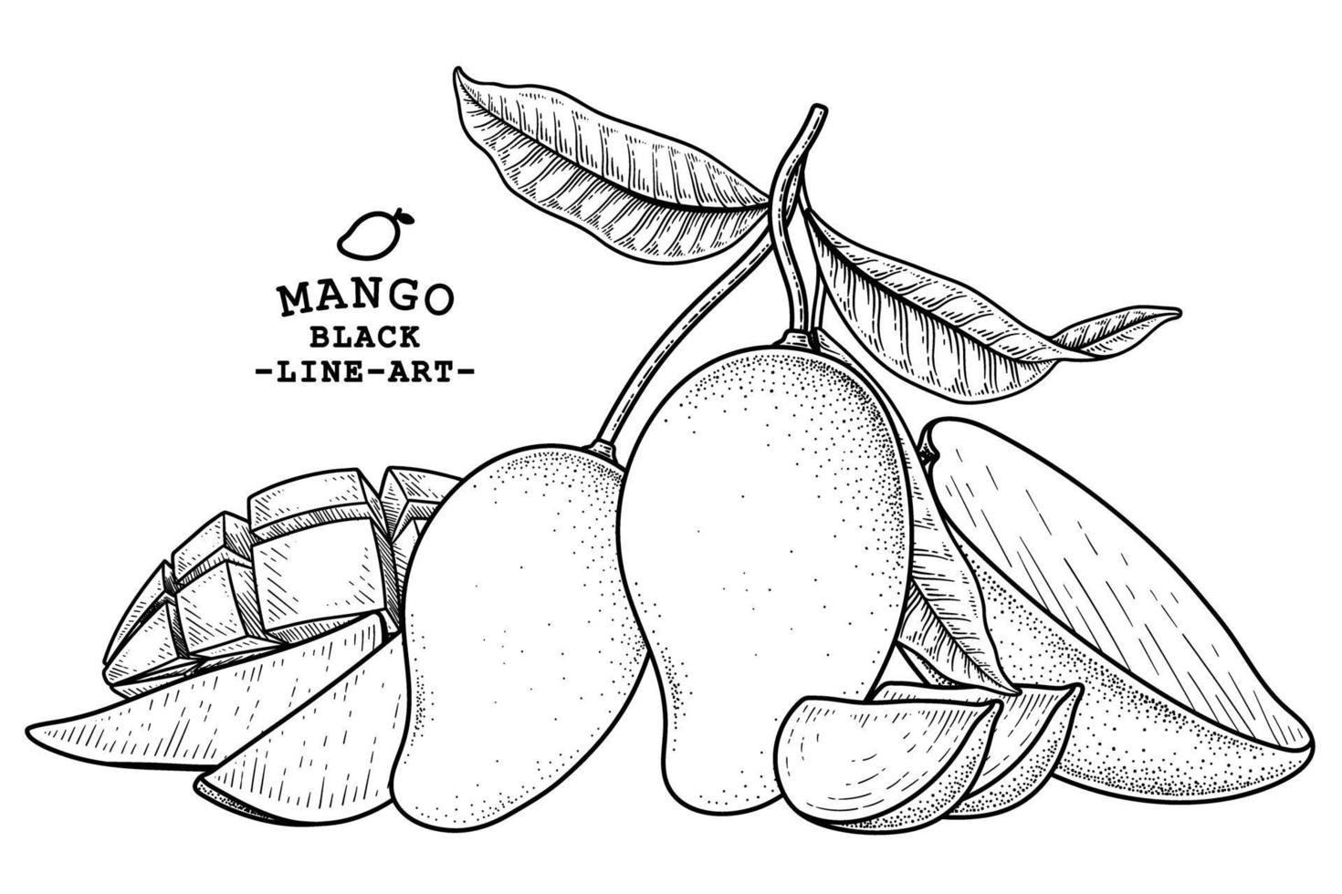 uppsättning av mango frukt handritad element botaniska illustration vektor