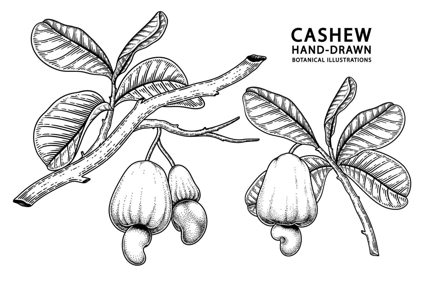 uppsättning av cashewfrukt handritade element botaniska illustration vektor