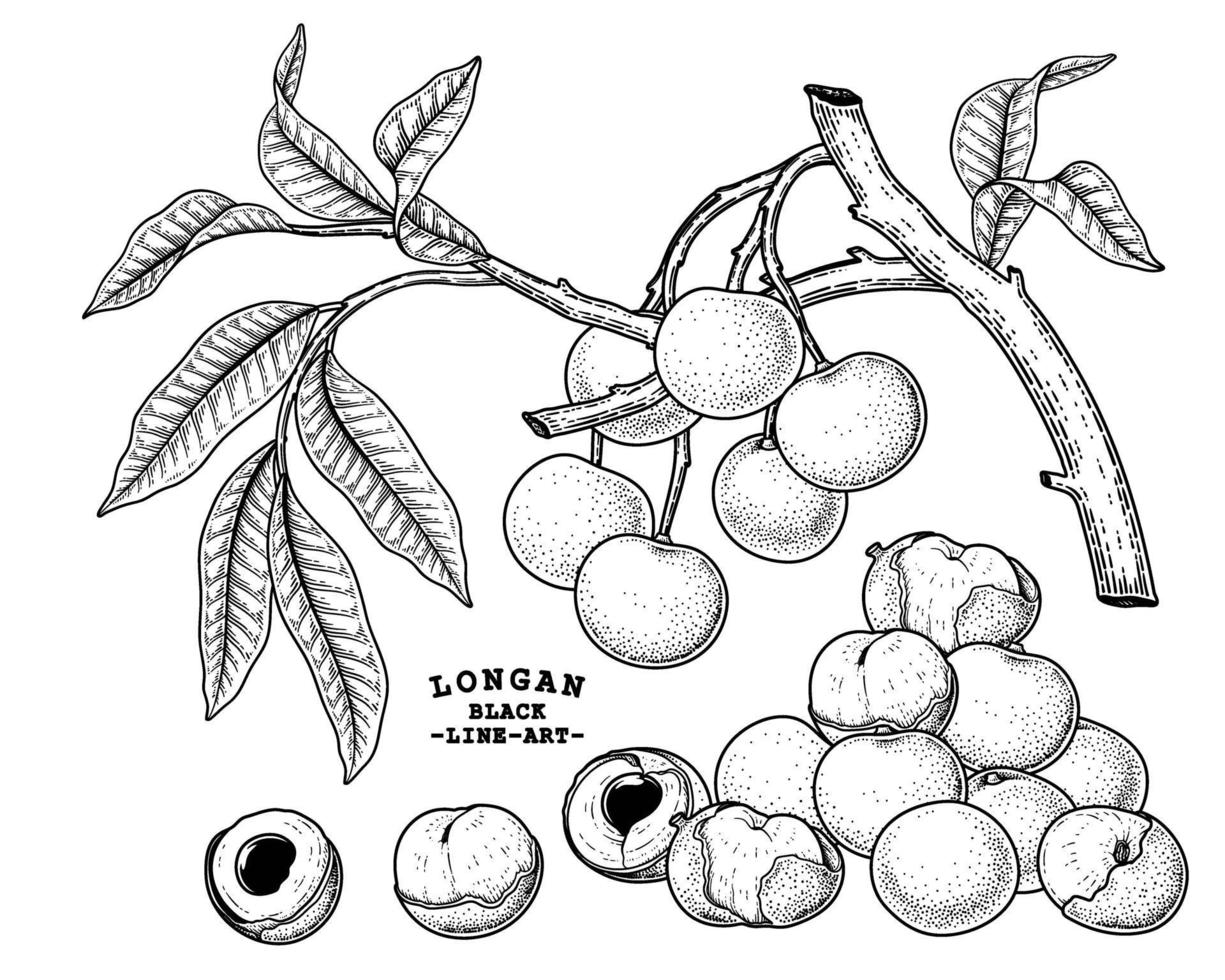 uppsättning av dimocarpus longan frukt handritade element botaniska illustration vektor