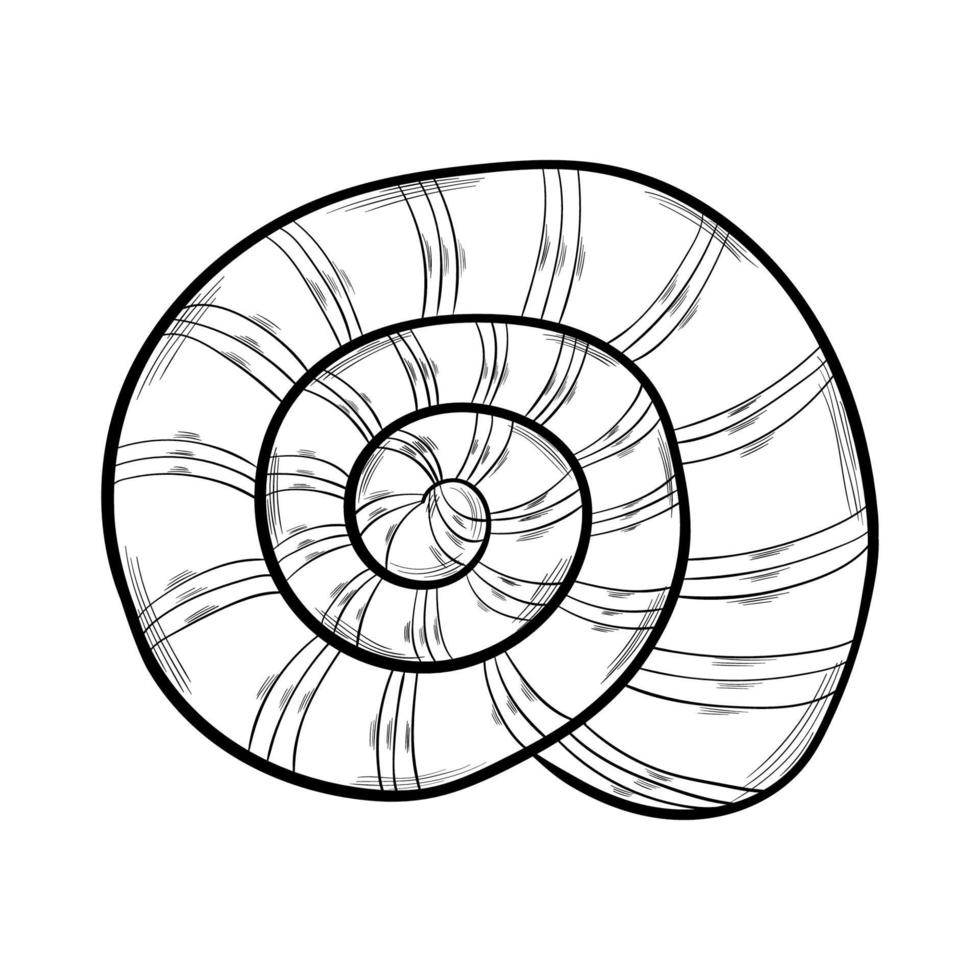 snäckskal isolerad på vitt vektor