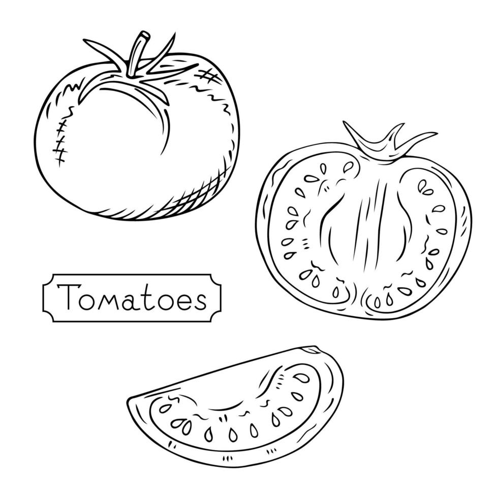 handgemalt Tomaten. ganz, Hälfte und Scheibe. skizzieren von ein Vegetarier Essen, ein Produkt beim ein landwirtschaftlich Markt, ein Element zum ein Etikette oder Poster. Vektor Gravur Illustration.