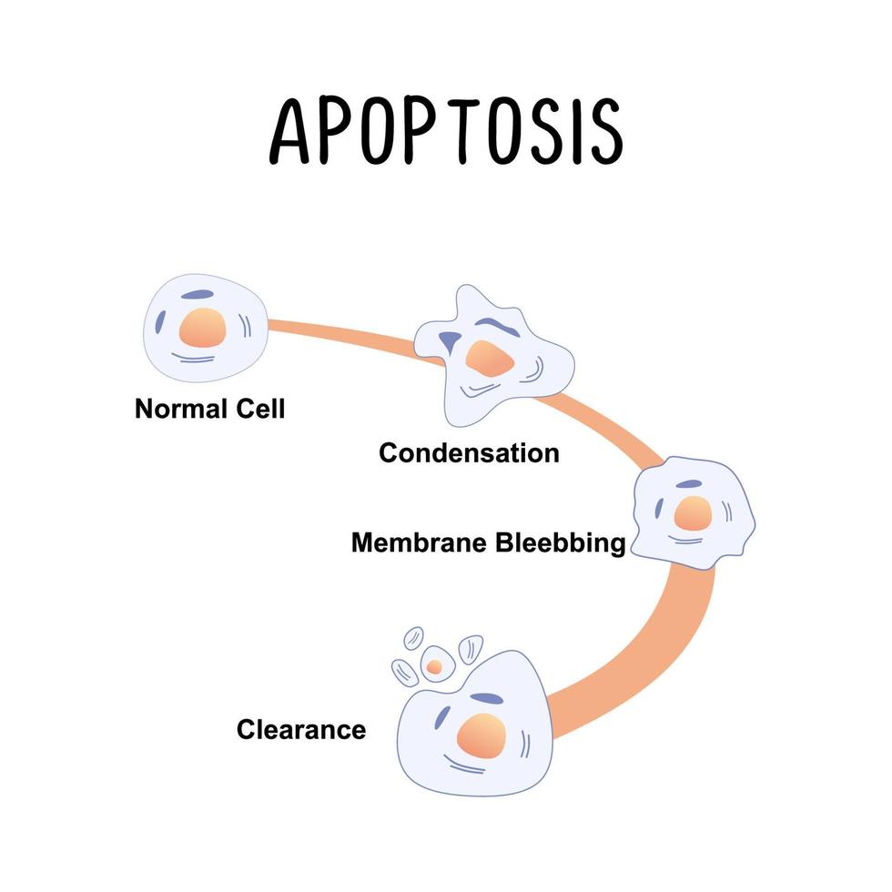 apoptos programmerad cell död de naturlig bearbeta av cell död vektor