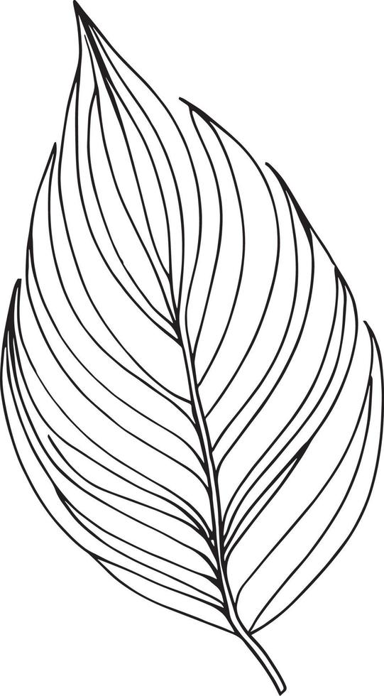 botanisk element, botanisk linje teckning, årgång botanisk färg sidor, botanisk element, botanisk blomma illustration, botanisk illustration svart och vit, botanisk linje teckning löv, vektor