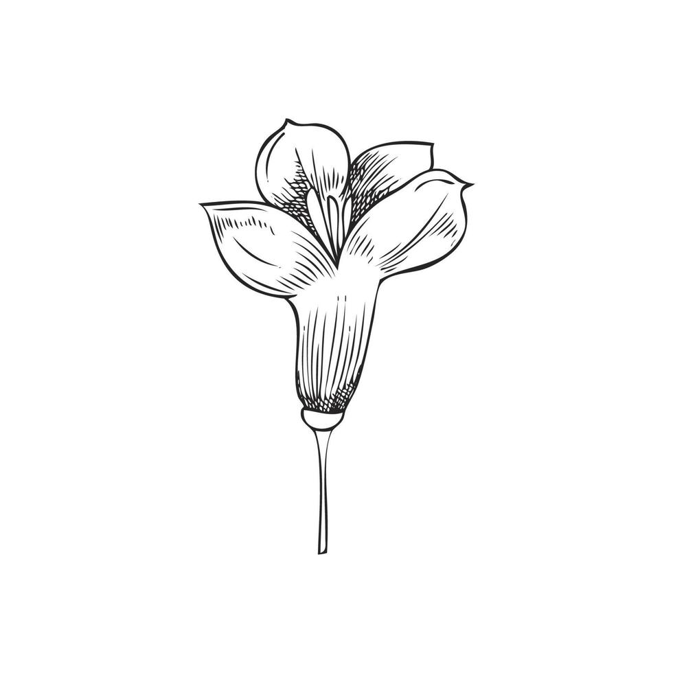 ett svartvit raps blomma. raps växt, vektor illustration, hand dragen skiss på vit bakgrund