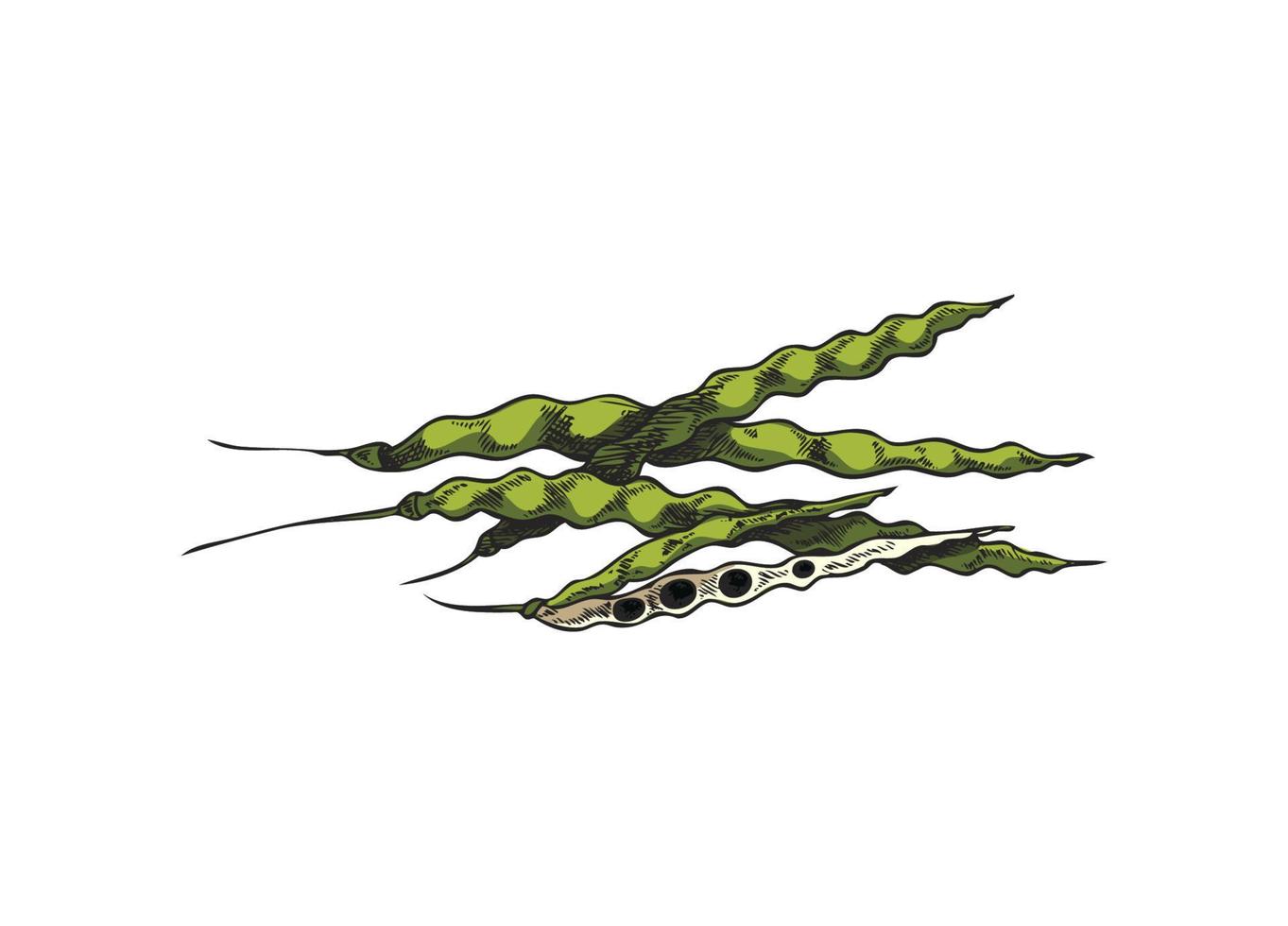 botanisk, blommig vektor illustration med raps pod, hand dragen skiss på vit bakgrund
