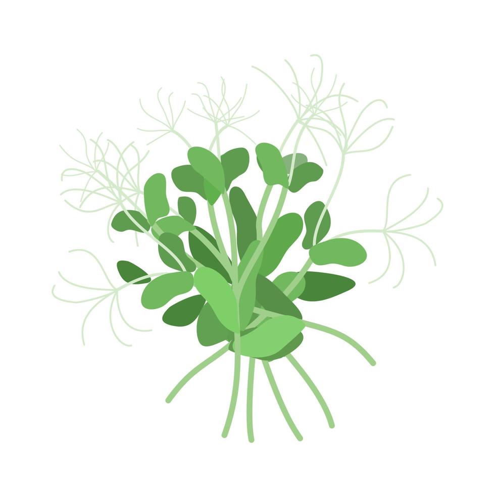 frön och groddar av mikrogrönsaker av ärtor. design element. vektor illustration.