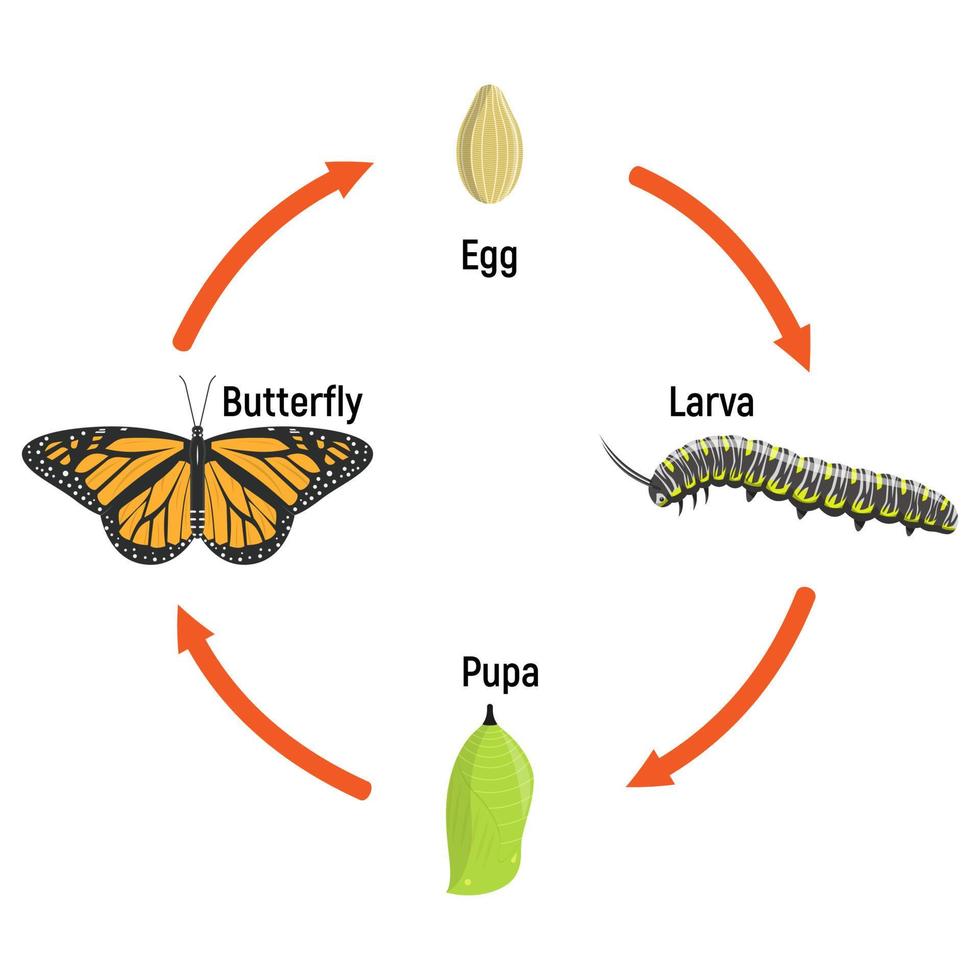 Schmetterling Leben Zyklus Metamorphose, Vektor Illustration. Bildung Schule