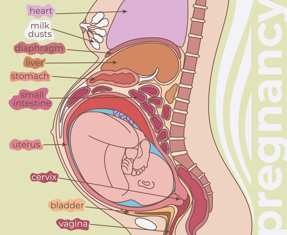 graviditet anatomi. vektor illustration av livmoder med foster och organ runt om.