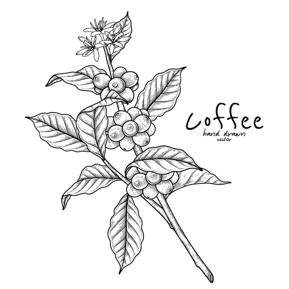 Zweig des Kaffees mit der gezeichneten Illustration der Früchte und der Blumen vektor