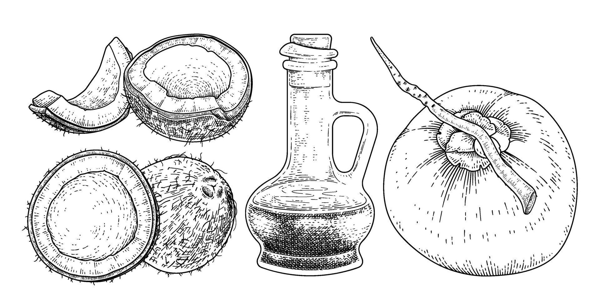 ganze halbe Schale Fleisch und Öl der Kokosnuss Hand gezeichnete Vektor Retro-Illustration