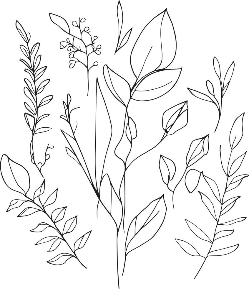 botanisk element, botanisk blomma illustration, botanisk illustration svart och vit, botanisk linje teckning löv, botanisk linje konst. vild blomma botanisk linje konst, botanisk lär teckning. vektor