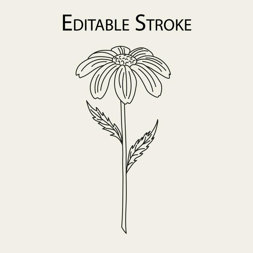 Kamille Blume. Gerbera Pflanze mit Stengel. Base skizzieren Illustration mit editierbar Schlaganfall vektor