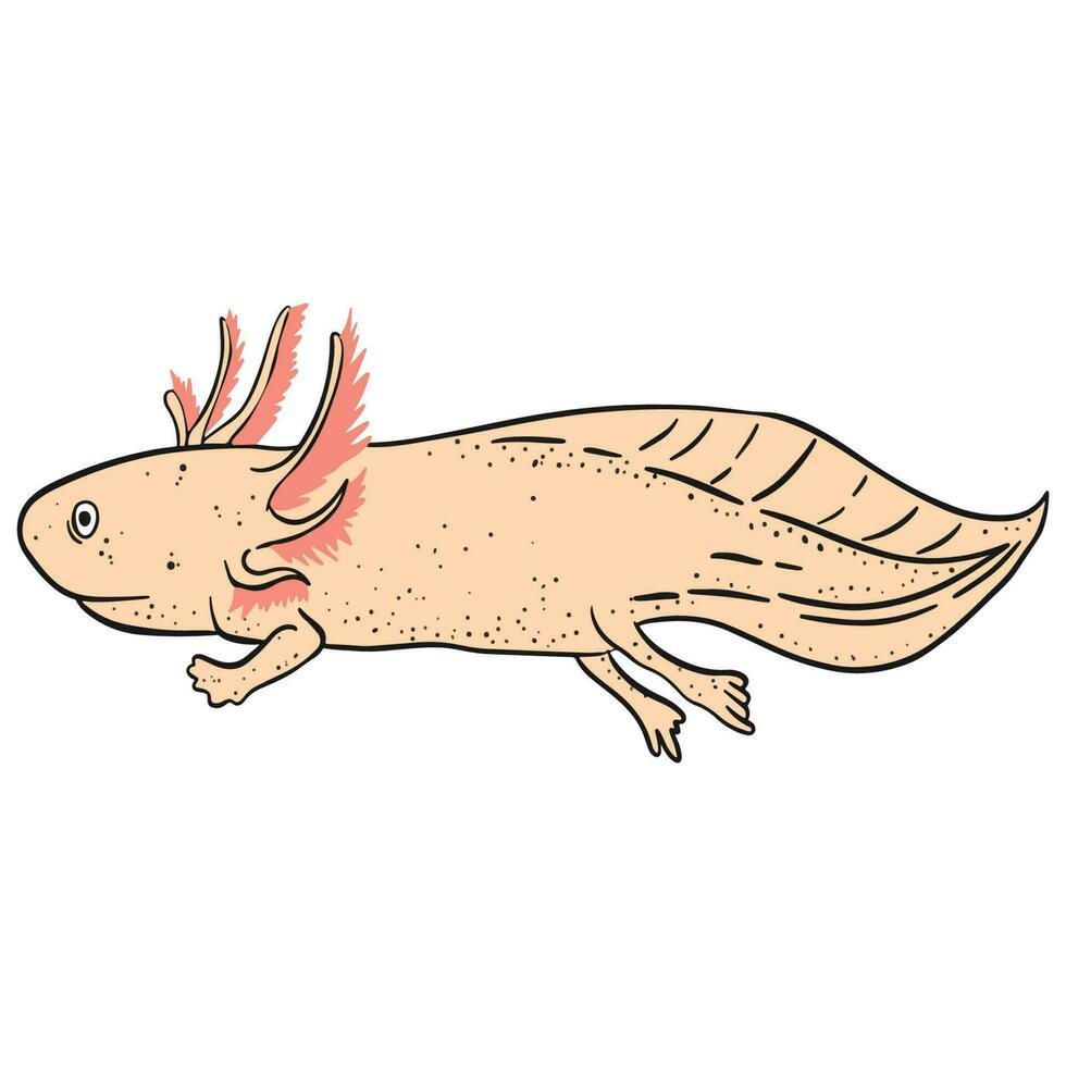 Schwimmen Axolotl ,Gut zum Grafik Design Ressourcen, Poster, Banner, Vorlagen, Drucke, Färbung Bücher und mehr. vektor