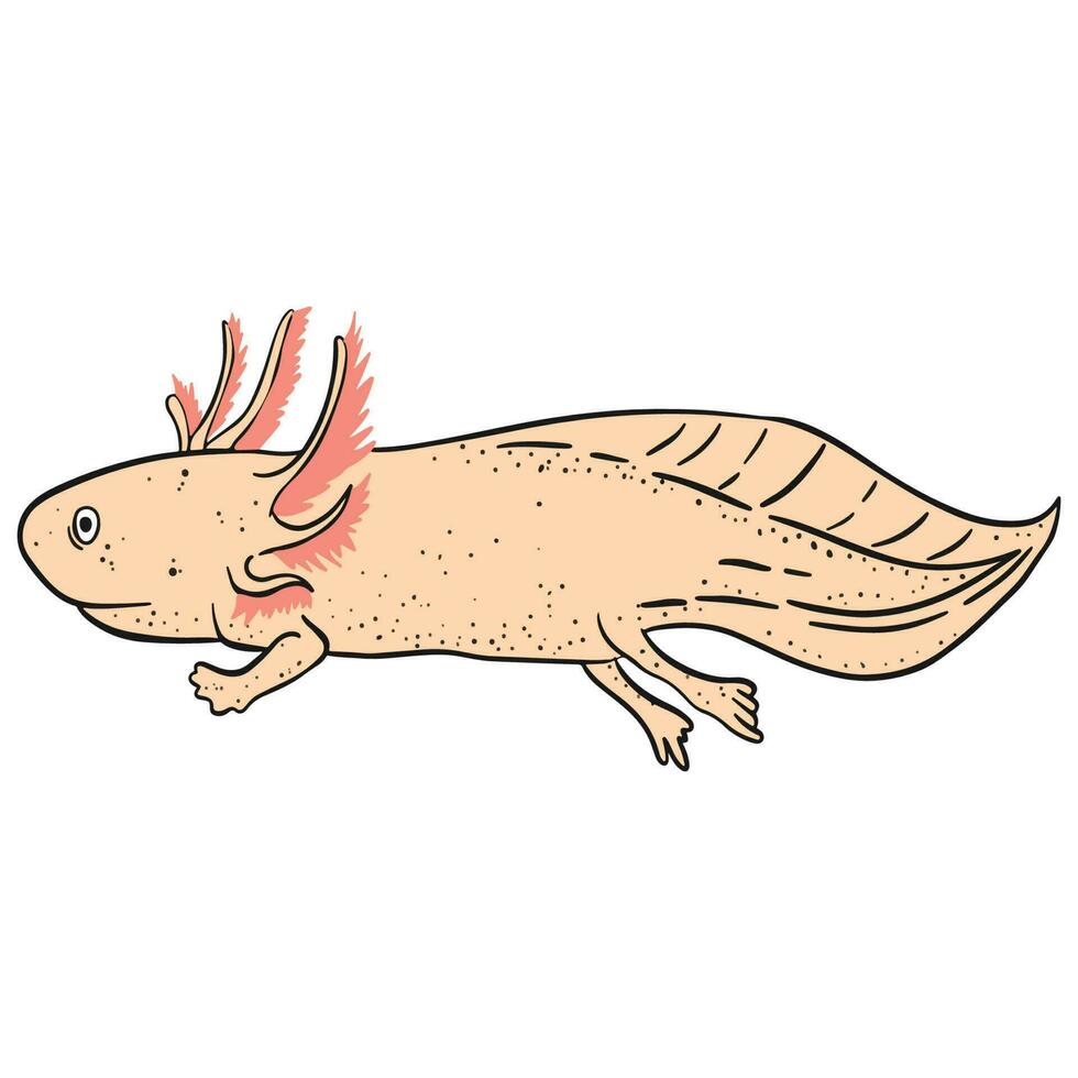 simning axolotl ,Bra för grafisk design Resurser, affischer, banderoller, mallar, grafik, färg böcker och Mer. vektor