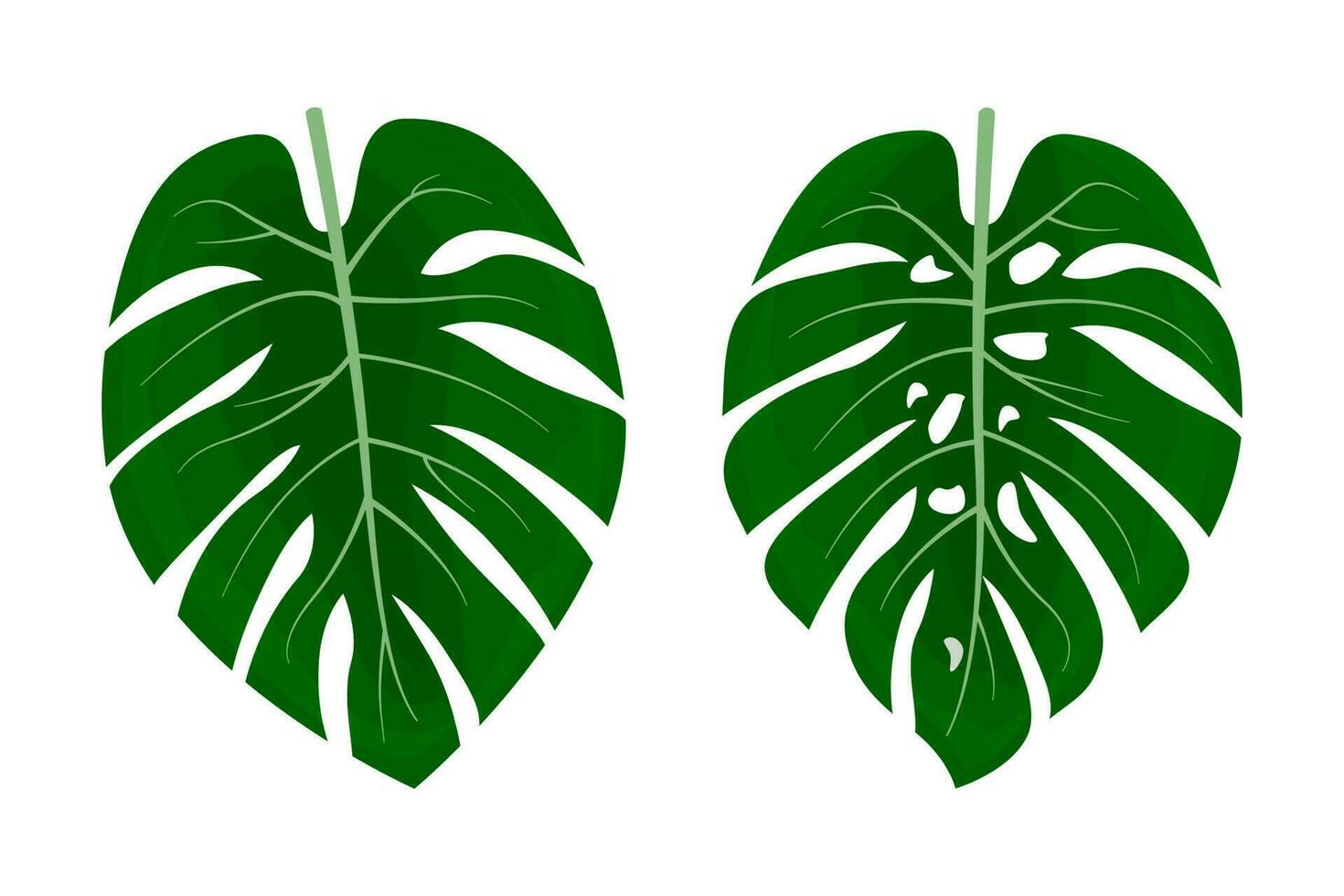 monstera växt löv. tropisk växt blad isolerat på vit bakgrund. blad element vektor för design behov
