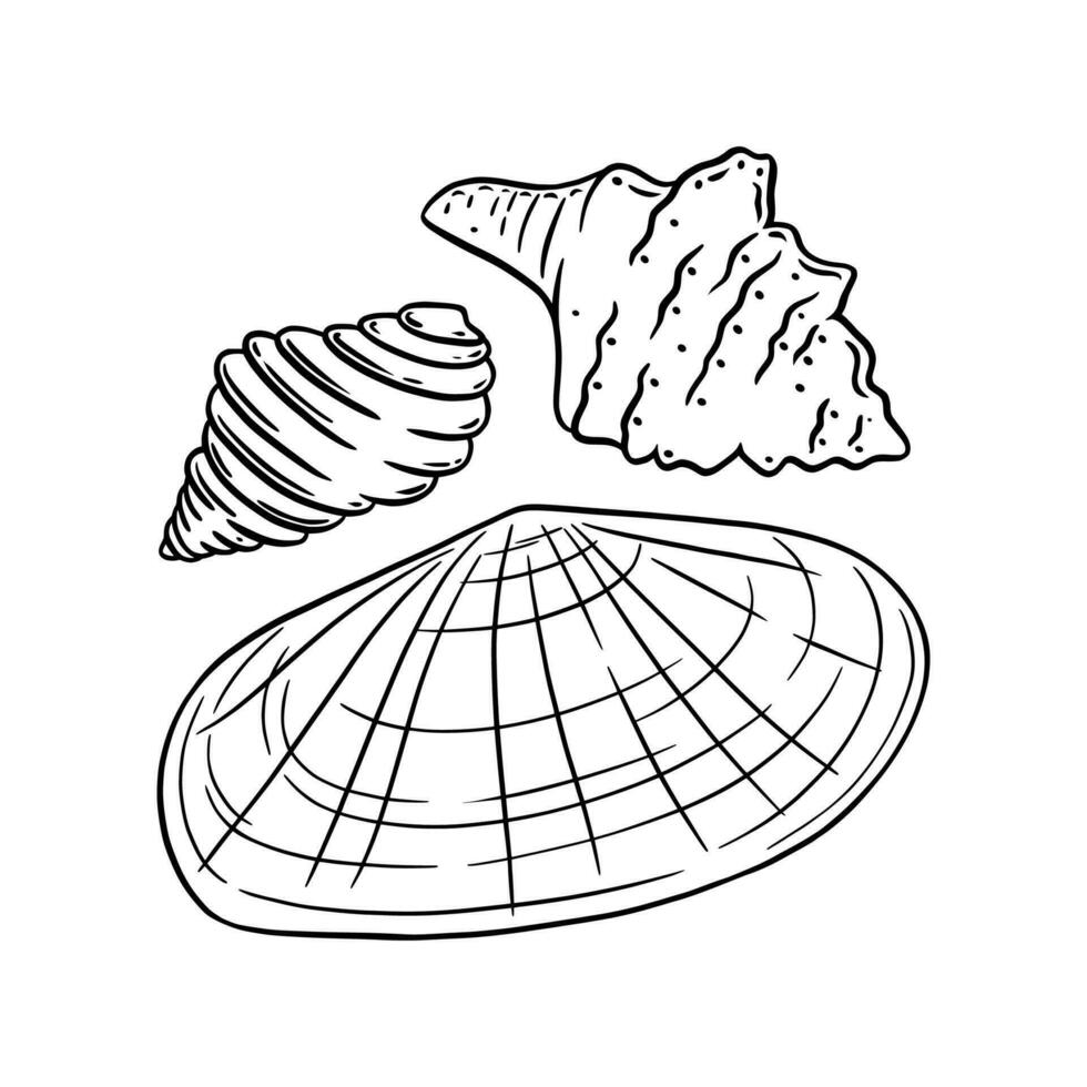 solstråle venus och Övrig skal isolerat i vit bakgrund. marin snäckskal skiss. vektor illustration