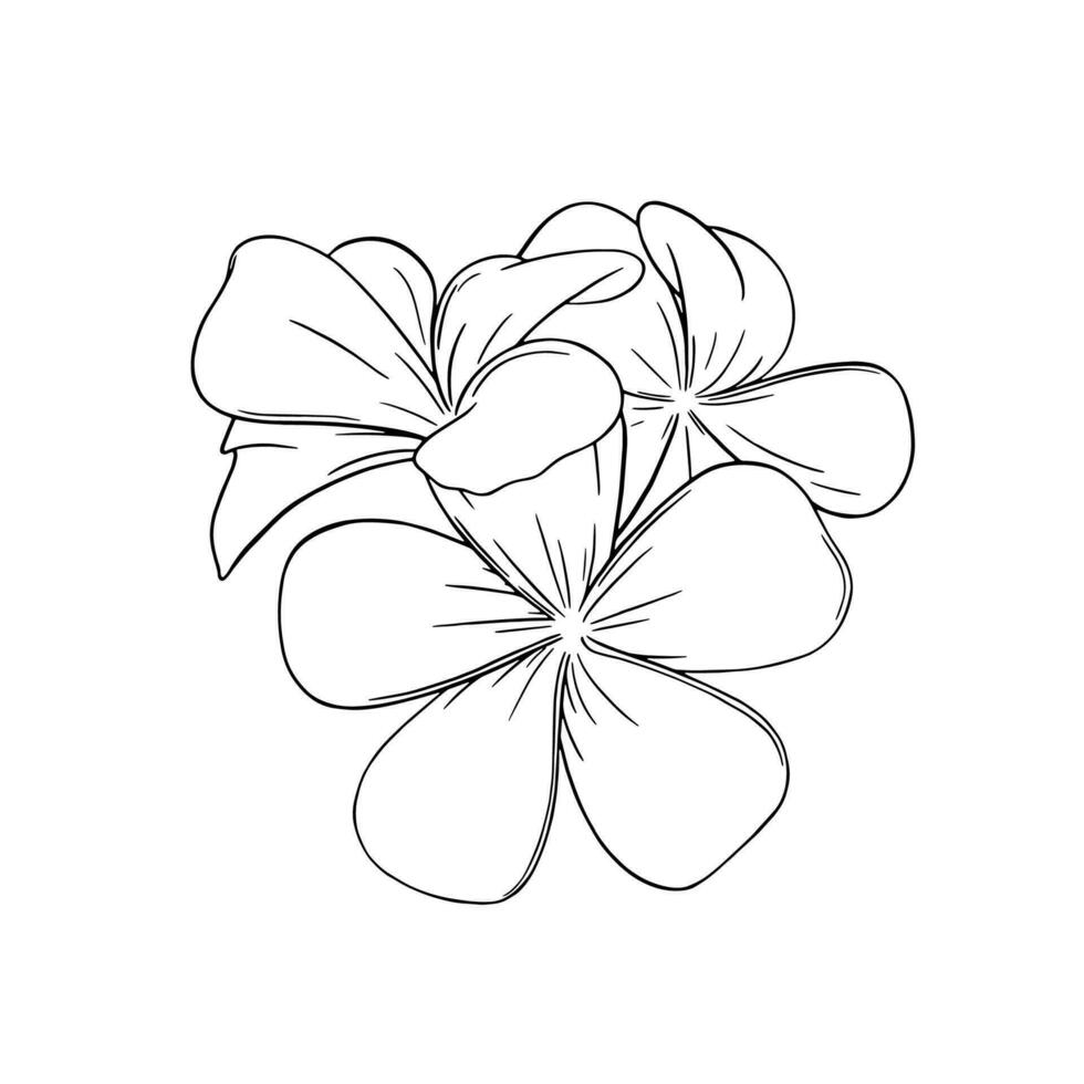 frangipani eller plumeria tropisk blomma. graverat frangipani isolerat i vit bakgrund. vektor illustration