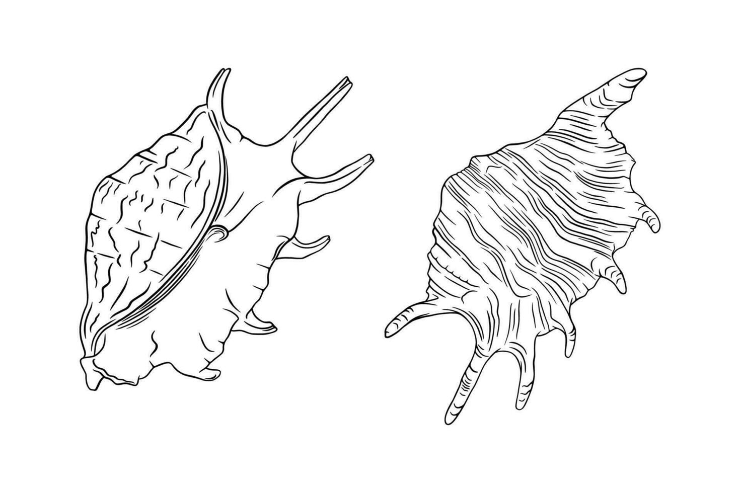 Muschel Muschel Skizzen. tropisch Riff Schale isoliert im Weiß Hintergrund. Vektor Illustration