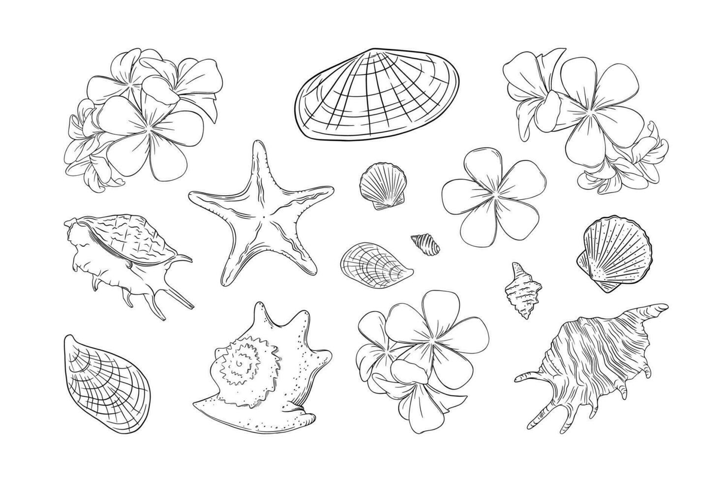 Muscheln und Frangipani Satz. Muscheln und Pflaume Blumen isoliert im Weiß Hintergrund. Vektor Illustration