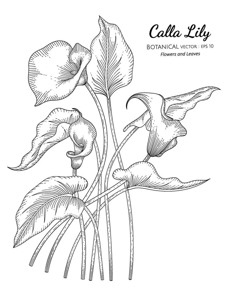 calla lilja blomma och blad handritad botanisk illustration med konturteckningar på vita bakgrunder. vektor