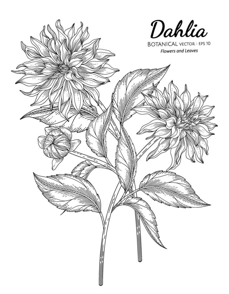 uppsättning dahlia blomma och blad handritad botanisk illustration med konturteckningar på vita bakgrunder. vektor