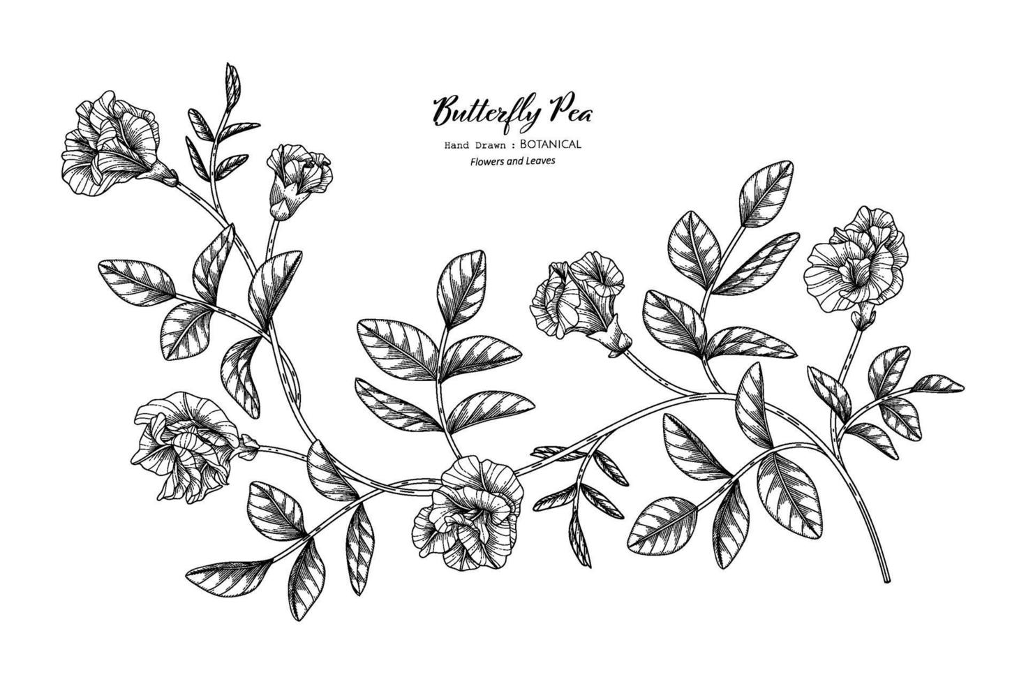fjärilärtor blomma och blad handritad botanisk illustration med konturteckningar. vektor