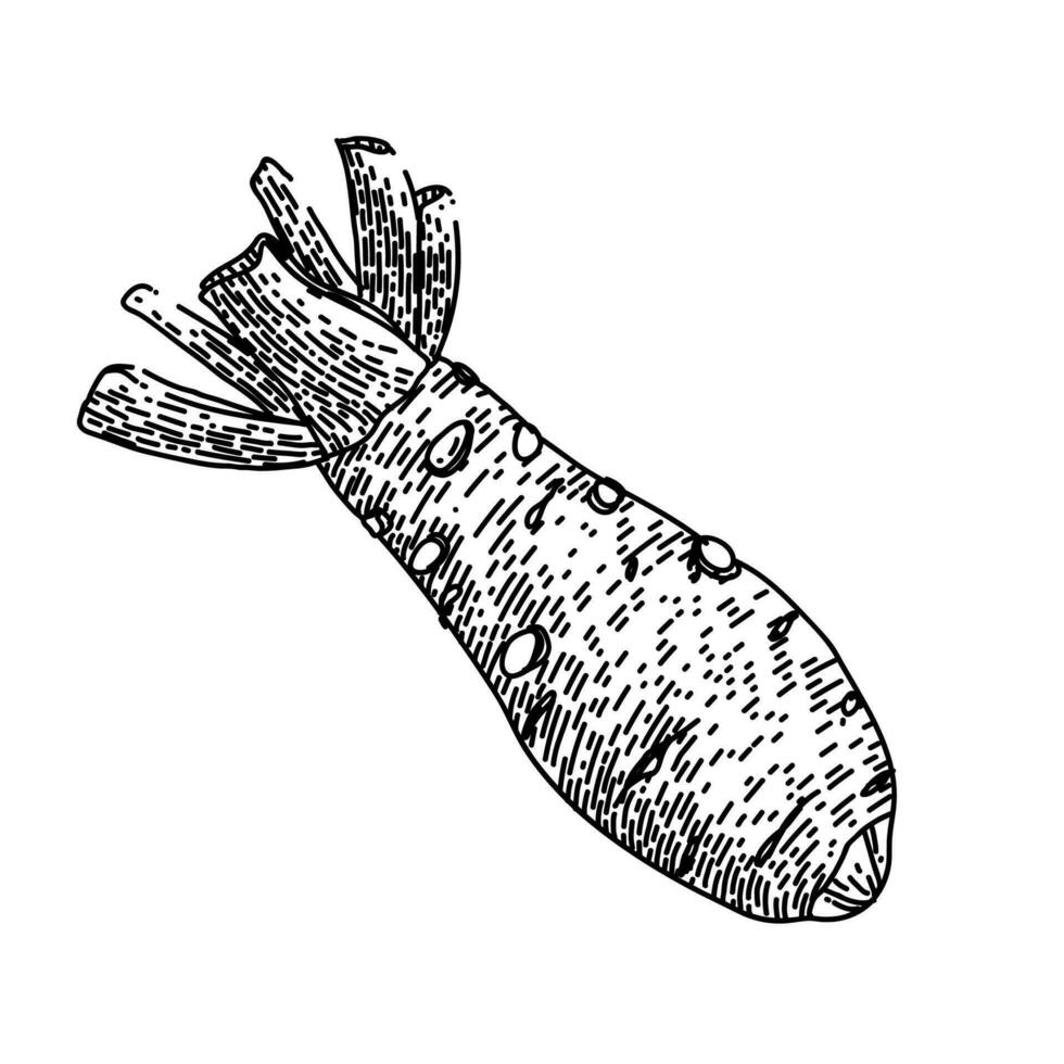 wasabi rot mat skiss hand dragen vektor