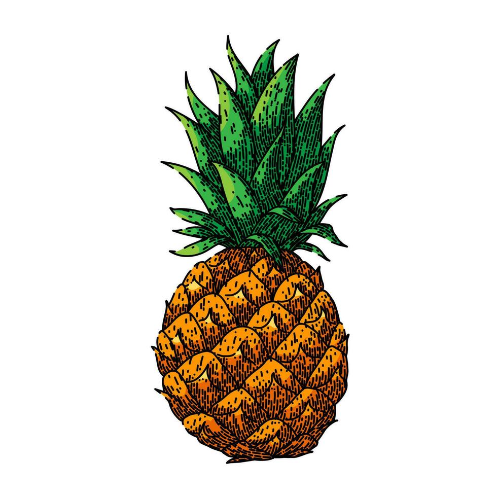 ananas frukt skiss hand dragen vektor