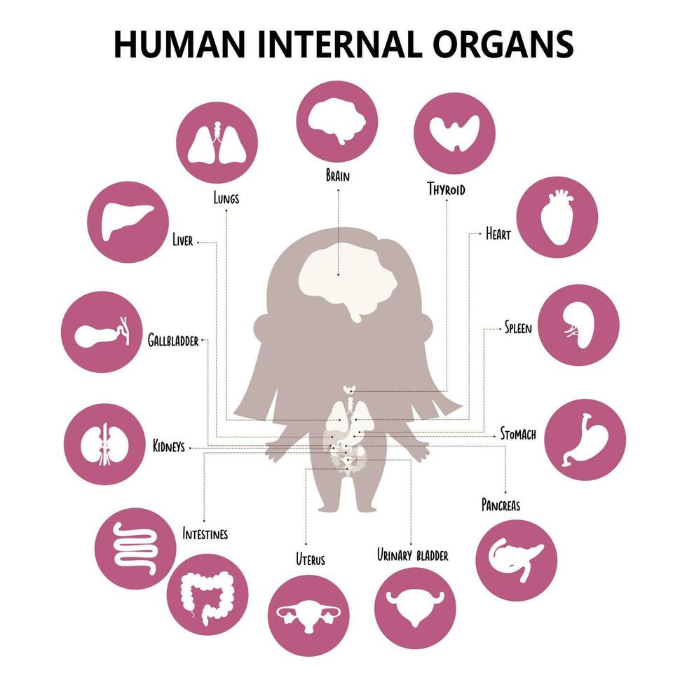 Anatomie Mensch Körper. Infografik mit Mädchen und visuell Struktur intern weiblich Organe, Symbole, Namen und Standorte. Vektor Illustration. medizinisch Poster, biologisch Konzept, Kinder Sammlung.