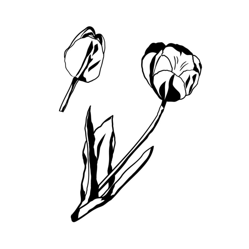 schwarz und Weiß stilisiert Tulpe Blume Abzeichen. Vektor Illustration.