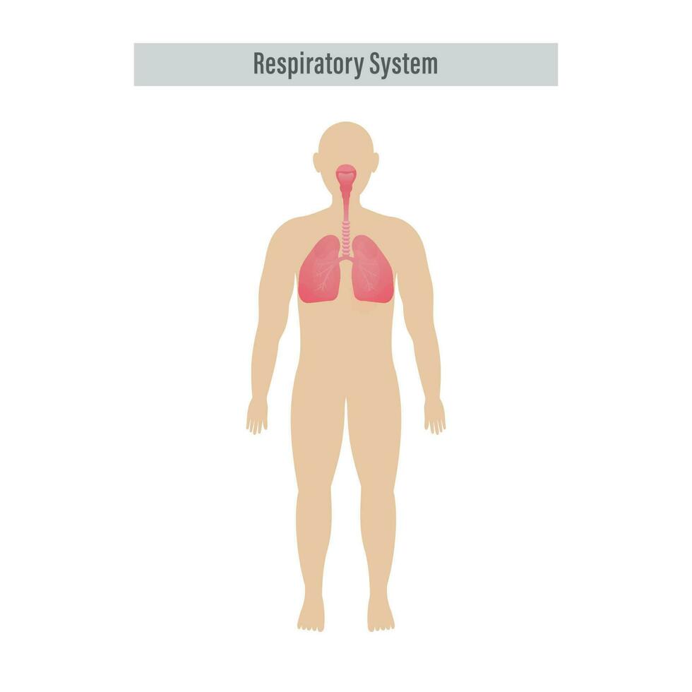 diagram av respiratorisk systemet med lungor, inuti gas utbyta på vit bakgrund. vektor