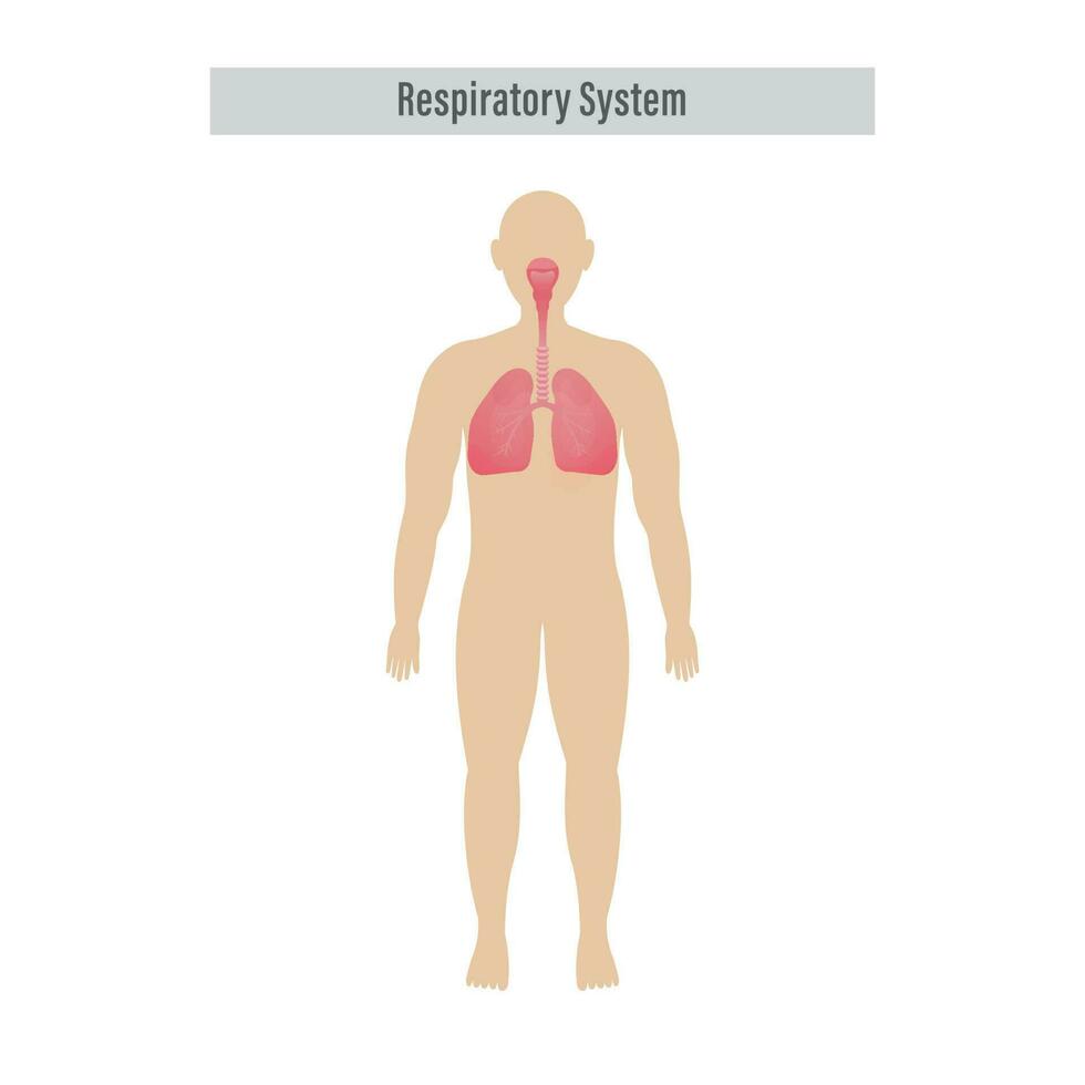 Diagramm von Atemwege System mit Lunge, Innerhalb Gas Austausch auf Weiß Hintergrund. vektor