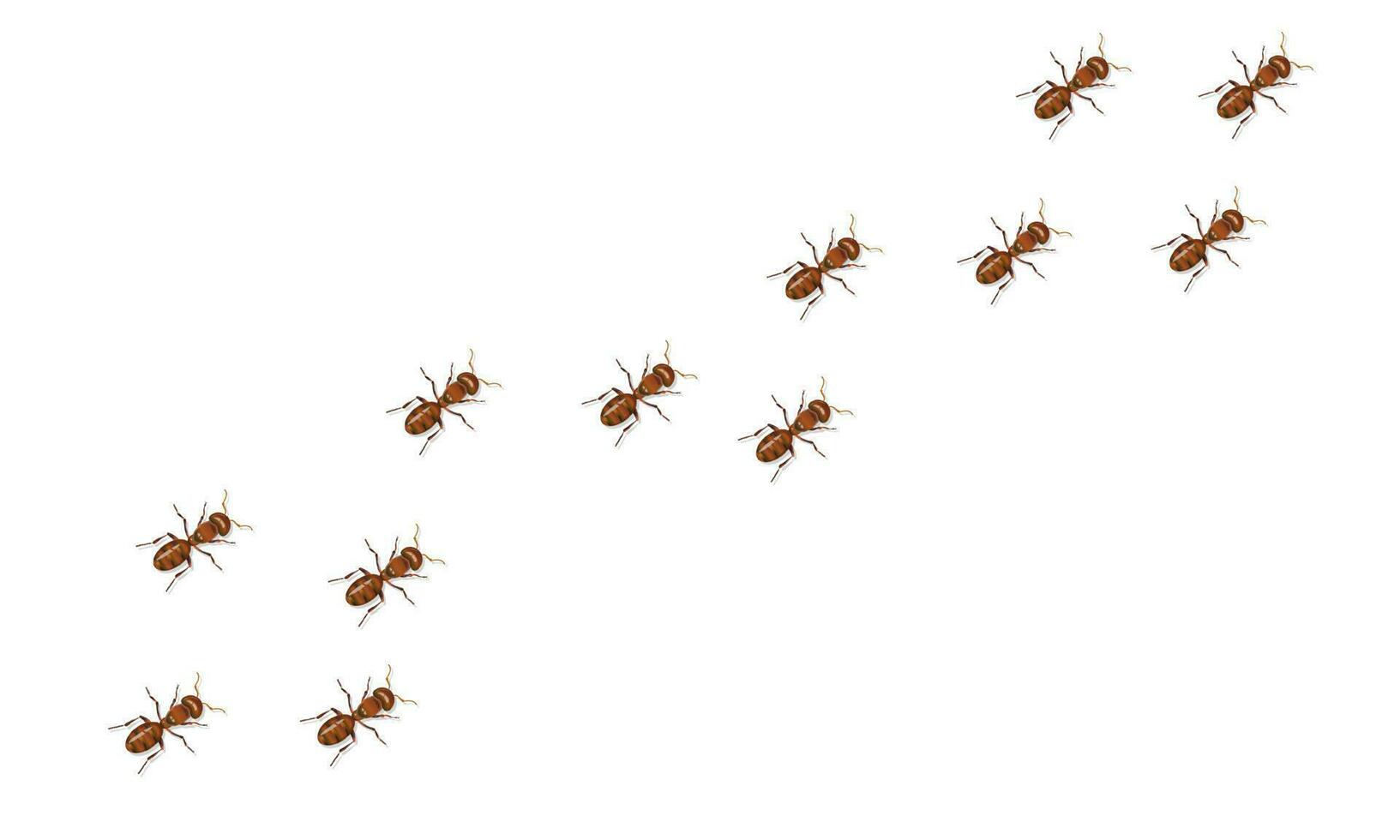 röd myror spår rör på sig diagonalt isolerat på vit bakgrund. realistisk vektor illustration.